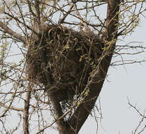 Image of Indian palm squirrel