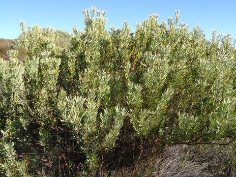 Image of grey conebush