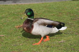 Image of Common Mallard