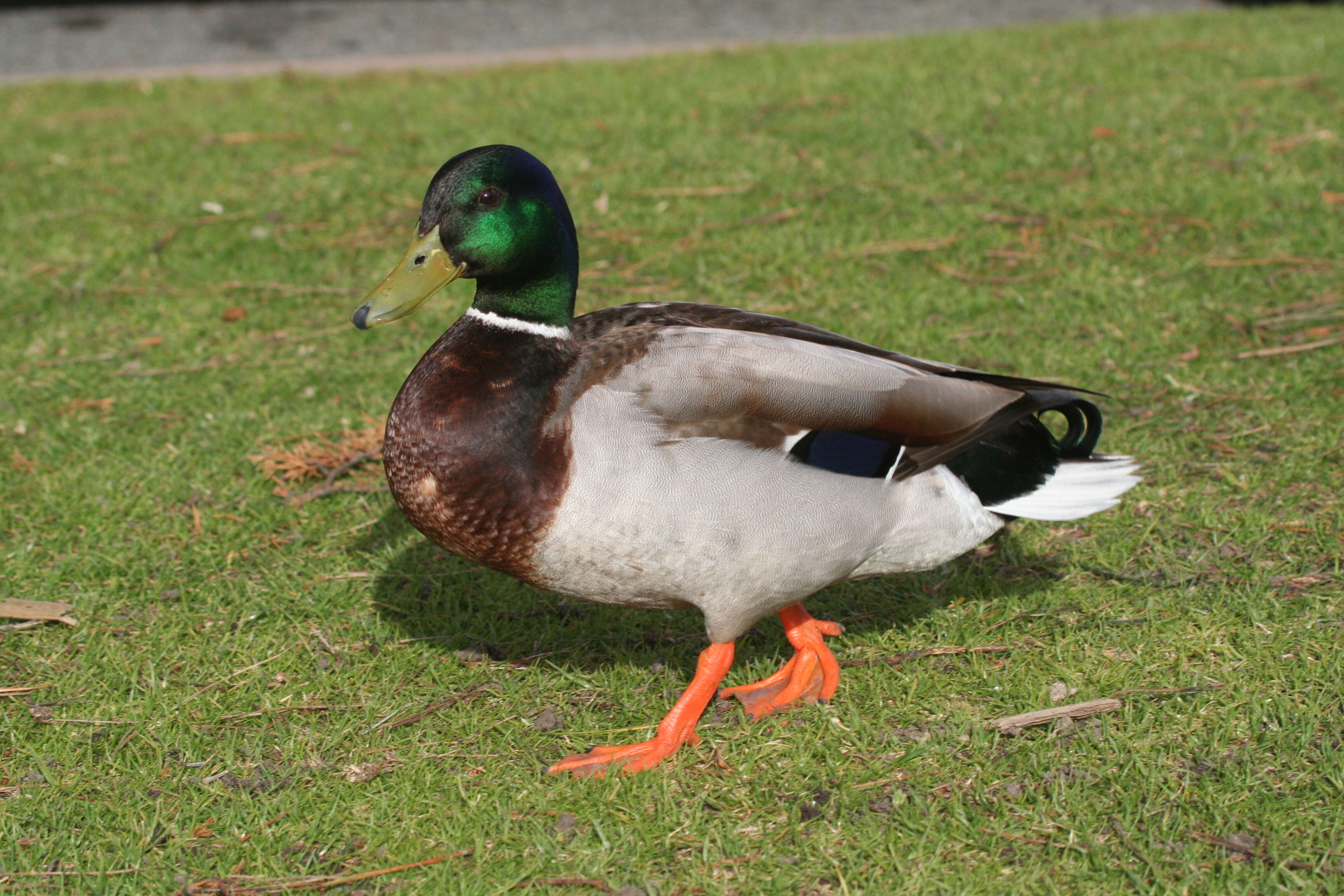 Image of Common Mallard