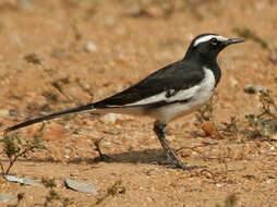 Image of White-browed Wagtail