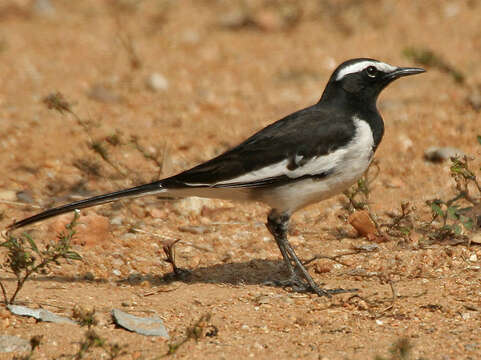 Image of White-browed Wagtail