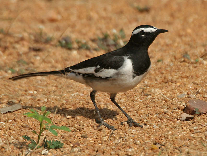 Image of White-browed Wagtail