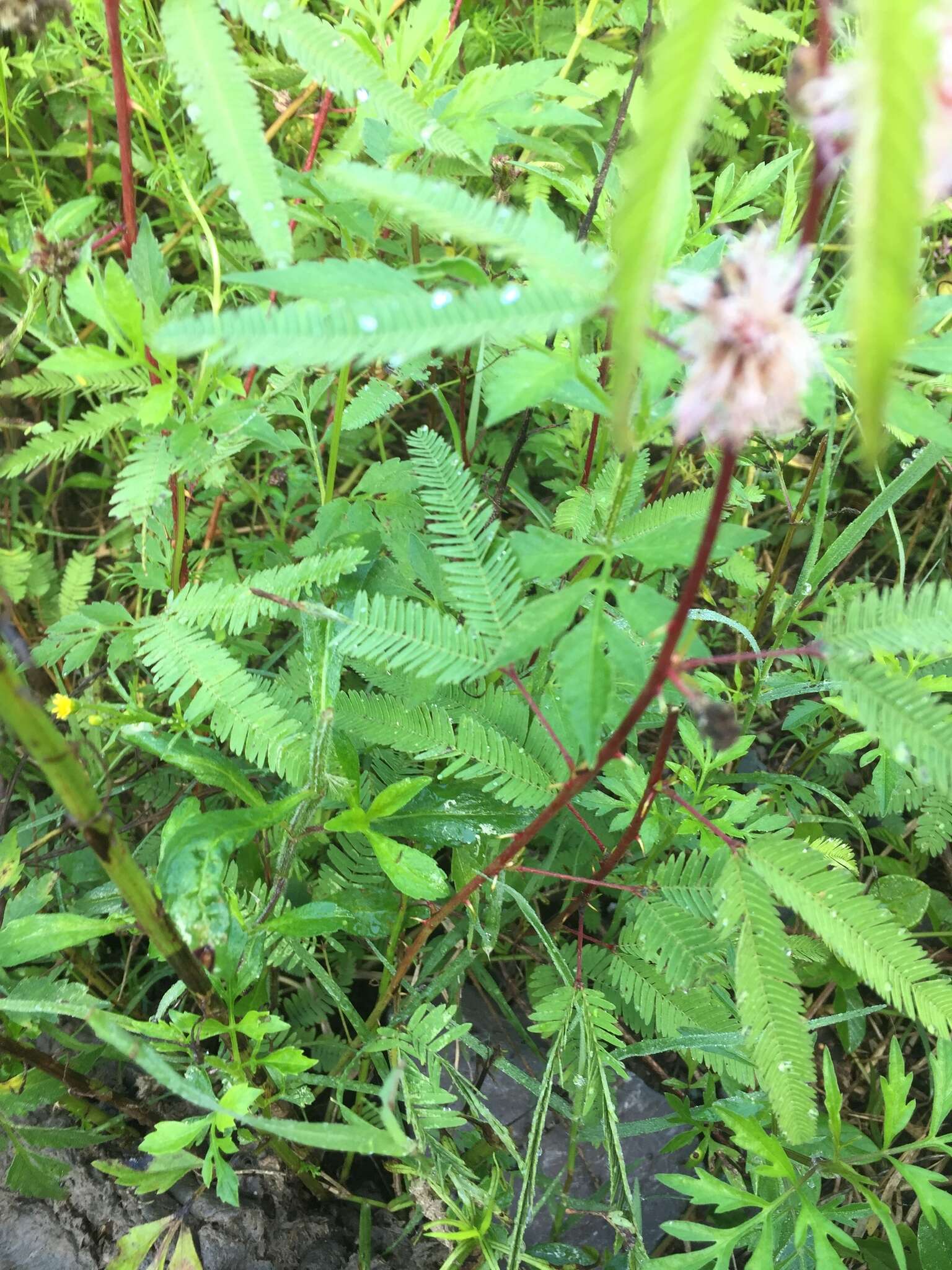 صورة Mimosa xanthocentra var. xanthocentra