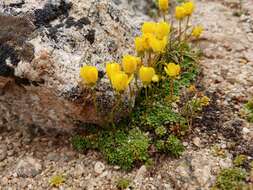 Plancia ëd Saxifraga chrysantha A. Gray