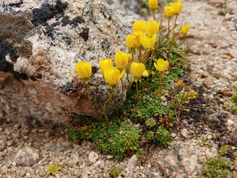 Sivun Saxifraga chrysantha A. Gray kuva