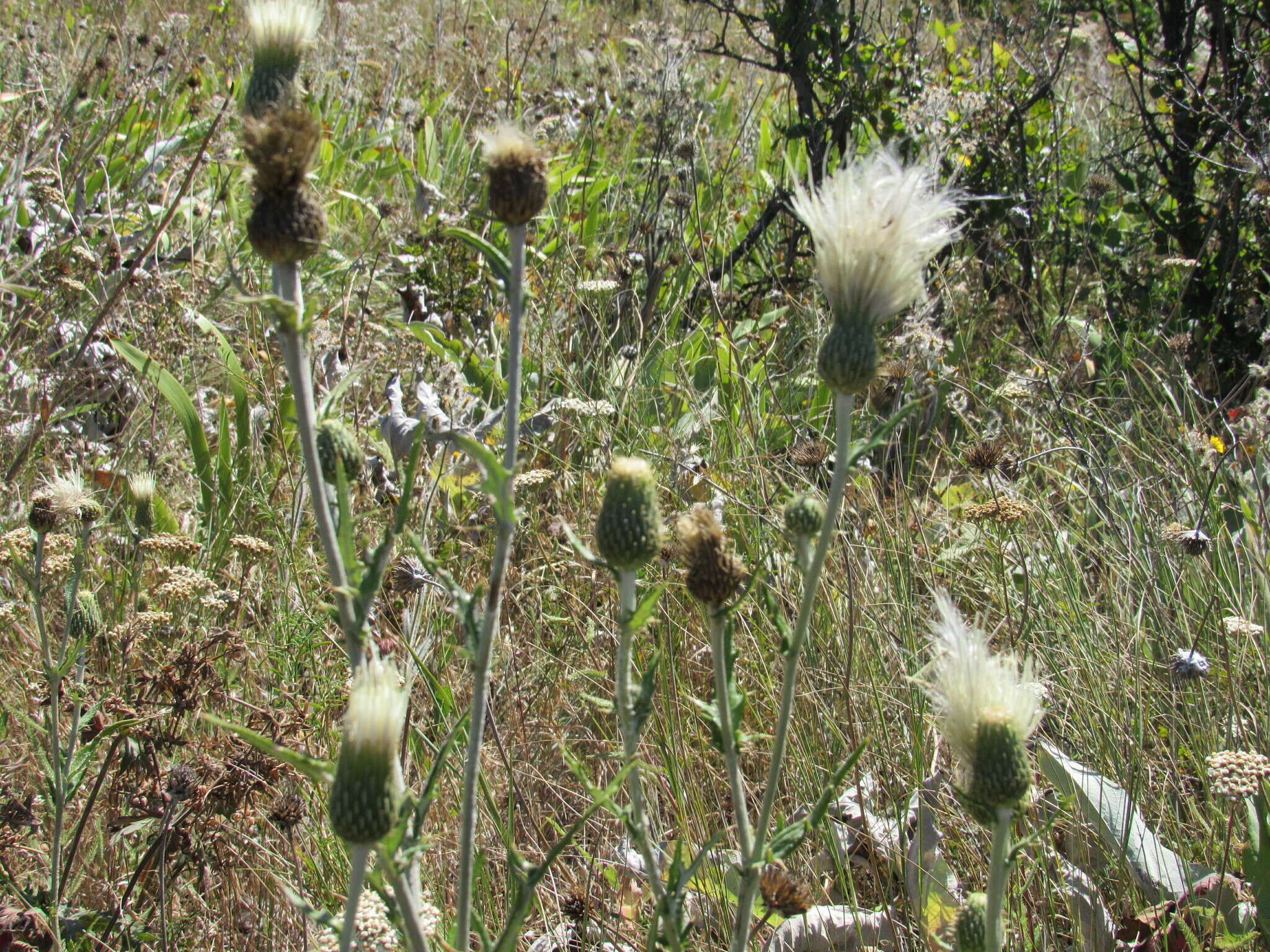 Imagem de Cirsium brevifolium Nutt.