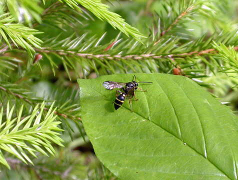 Image of Argogorytes Ashmead 1899