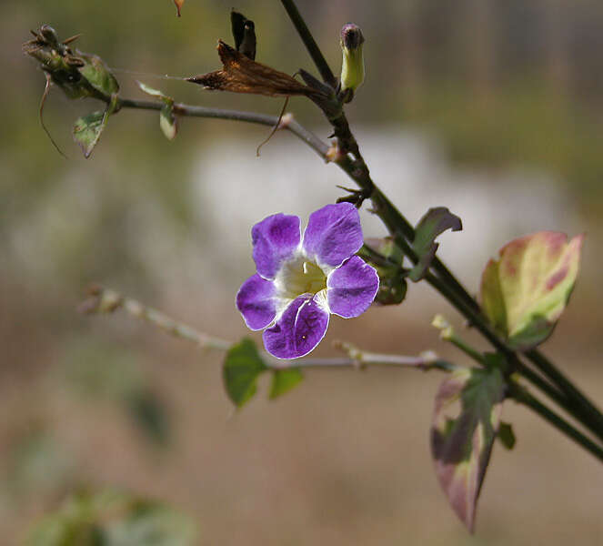 Image of Chinese violet