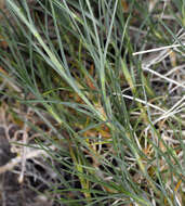 Image of Ferris' sandwort