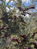 Image of sweet boronia