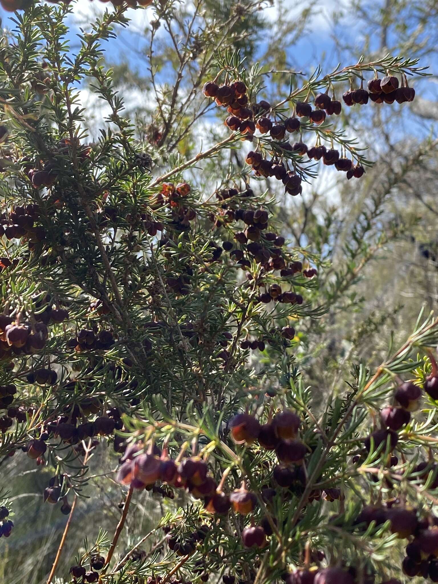 Image of sweet boronia