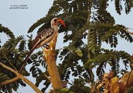 Image of Western Red-billed Hornbill