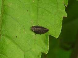 Image of Plinia ampla (Walker 1851)