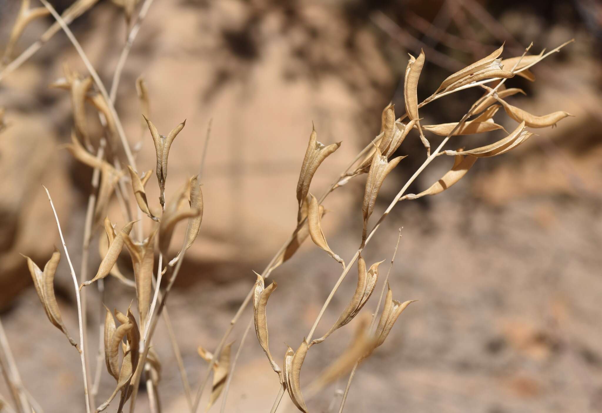 Image of Spring Mountain milkvetch