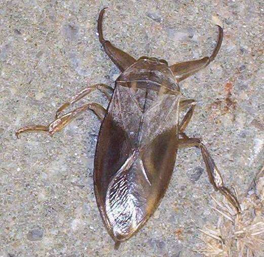 Image of Giant Water Bug