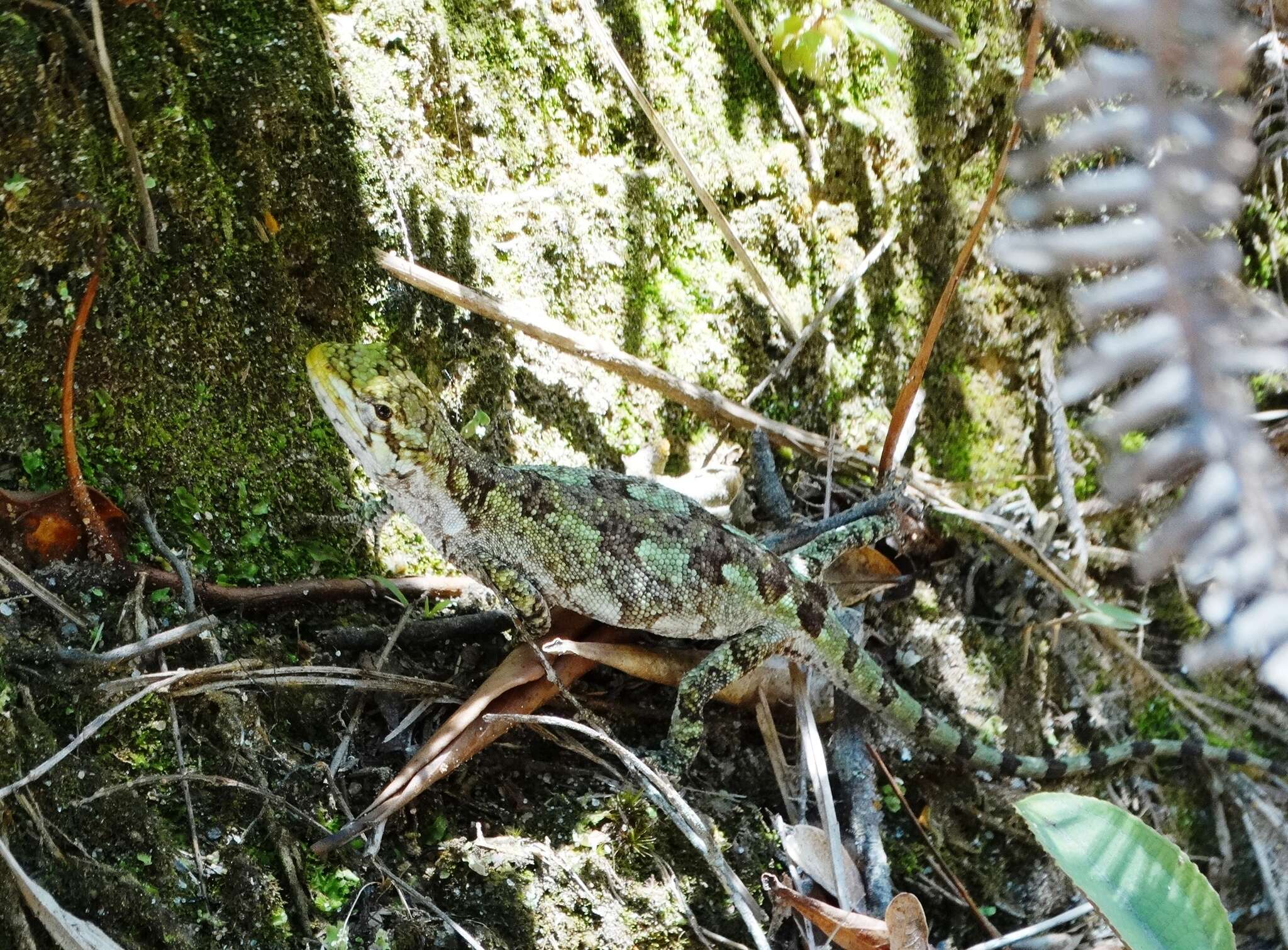 Image of Brazilian Steppe Iguana