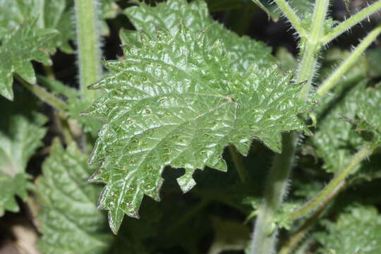 Слика од Urtica gracilenta Greene