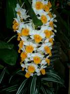 Imagem de Dendrobium thyrsiflorum B. S. Williams