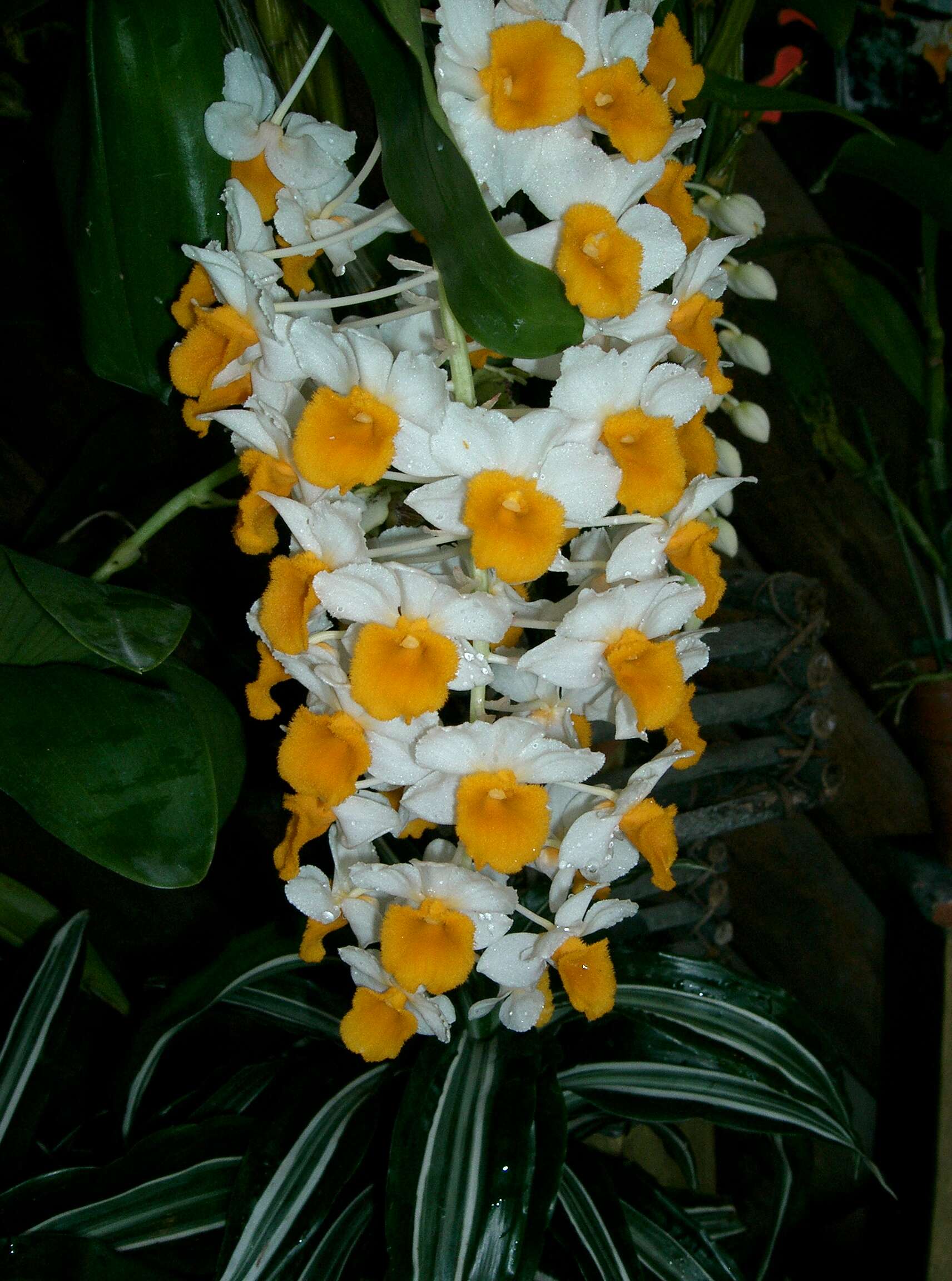 Imagem de Dendrobium thyrsiflorum B. S. Williams