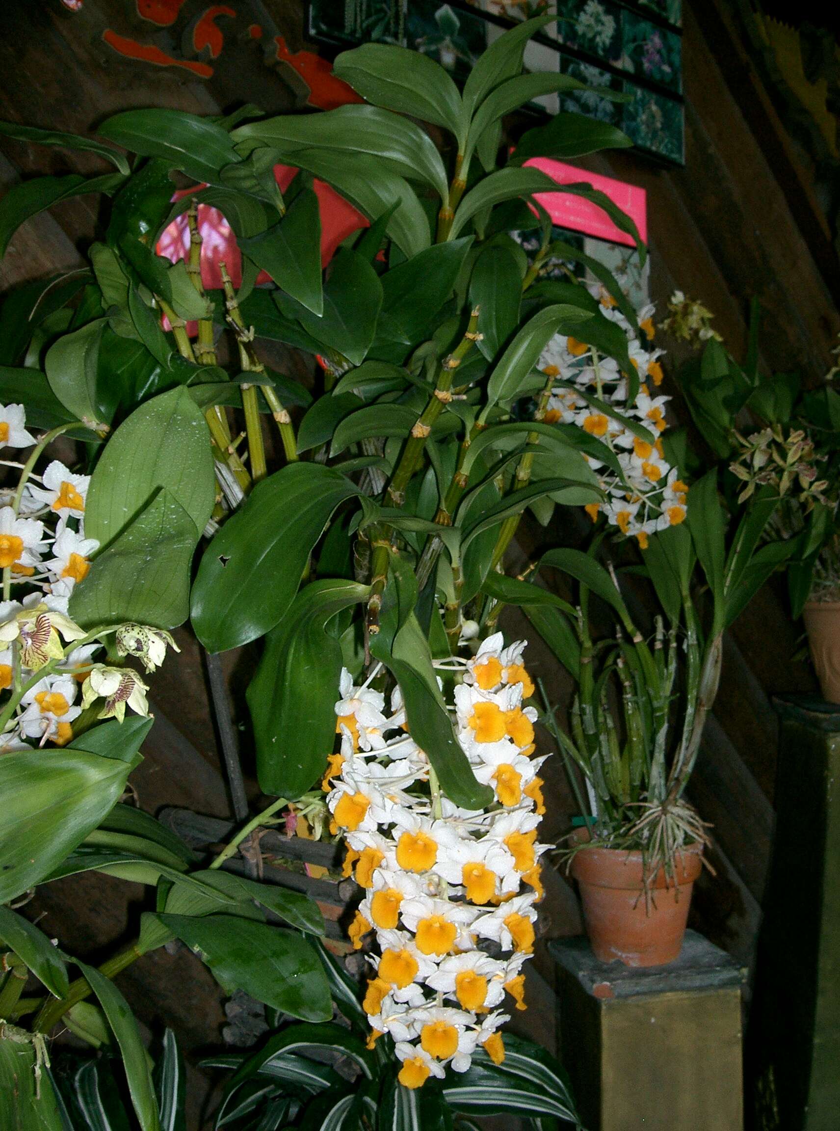 Imagem de Dendrobium thyrsiflorum B. S. Williams