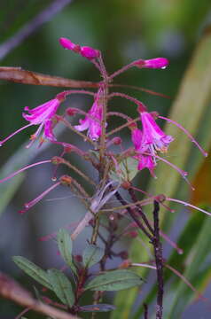 Image of Bejaria zamorae S. E. Clemants