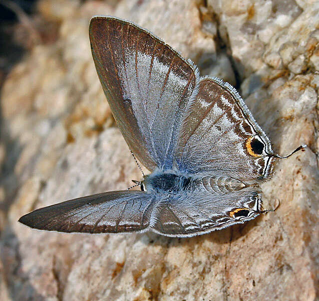 Imagem de Catochrysops strabo (Fabricius 1793)