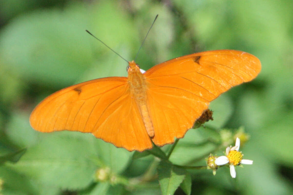 Image of Dryas