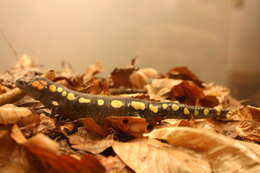 Слика од Ambystoma maculatum (Shaw 1802)