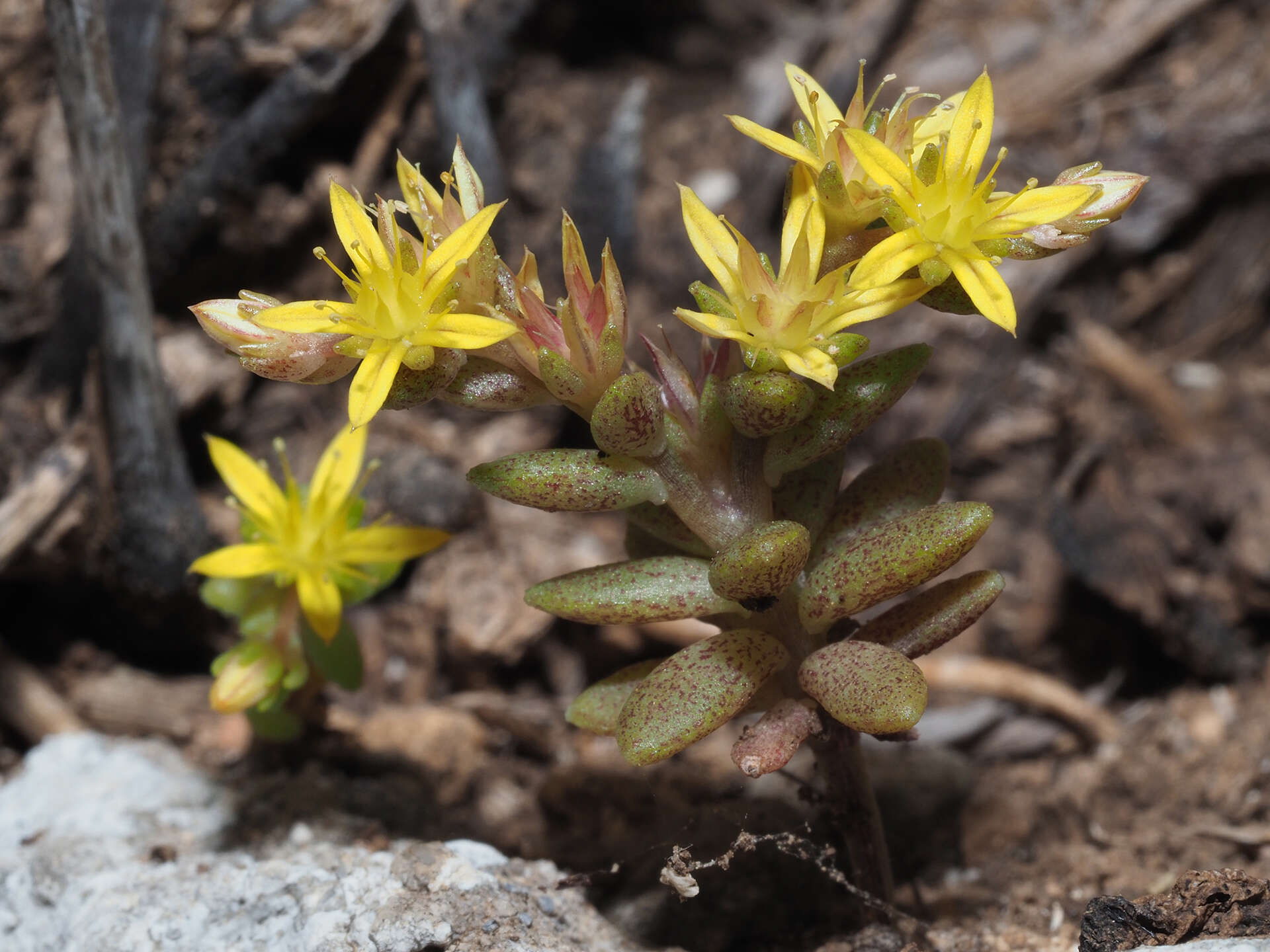 Image of Sedum praesidis H. Runemark & W. Greuter