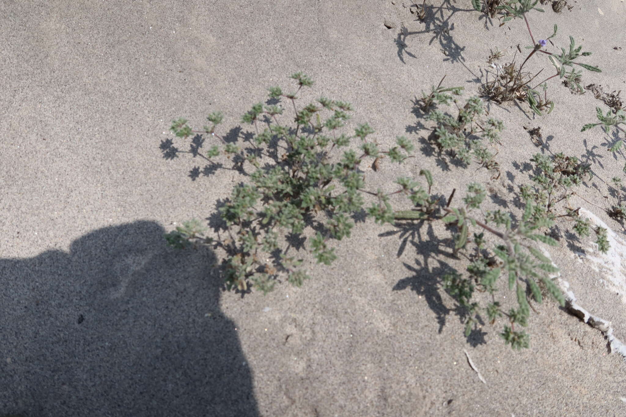 Image of Tiquilia paronychioides (Phil.) A. Richardson