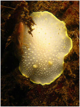 Image of Cadlina luteomarginata MacFarland 1966