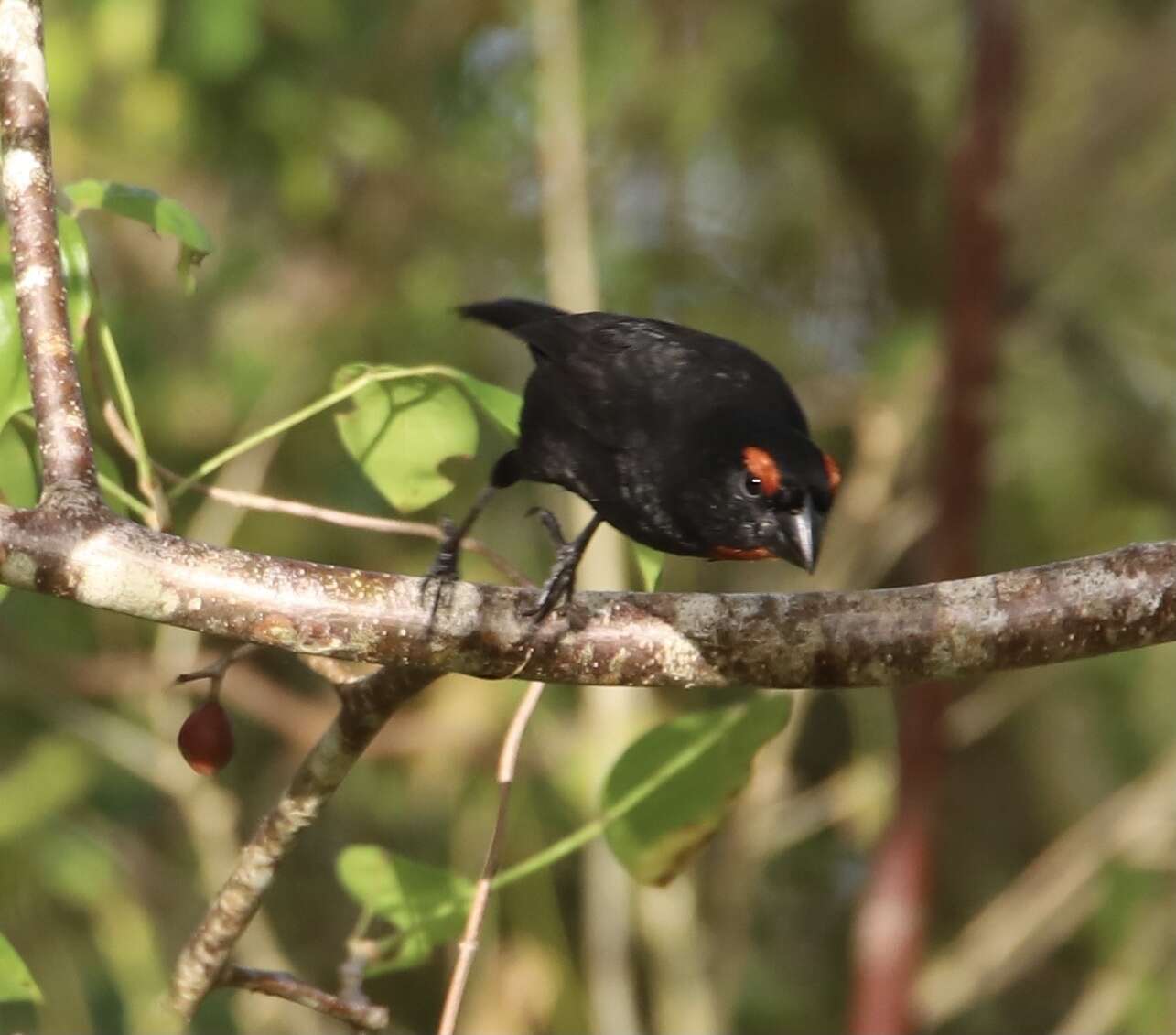 Melopyrrha violacea (Linnaeus 1758)的圖片