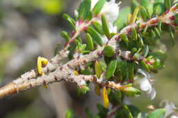 Image of Pimelea cryptica C. J. Burrows & Enright