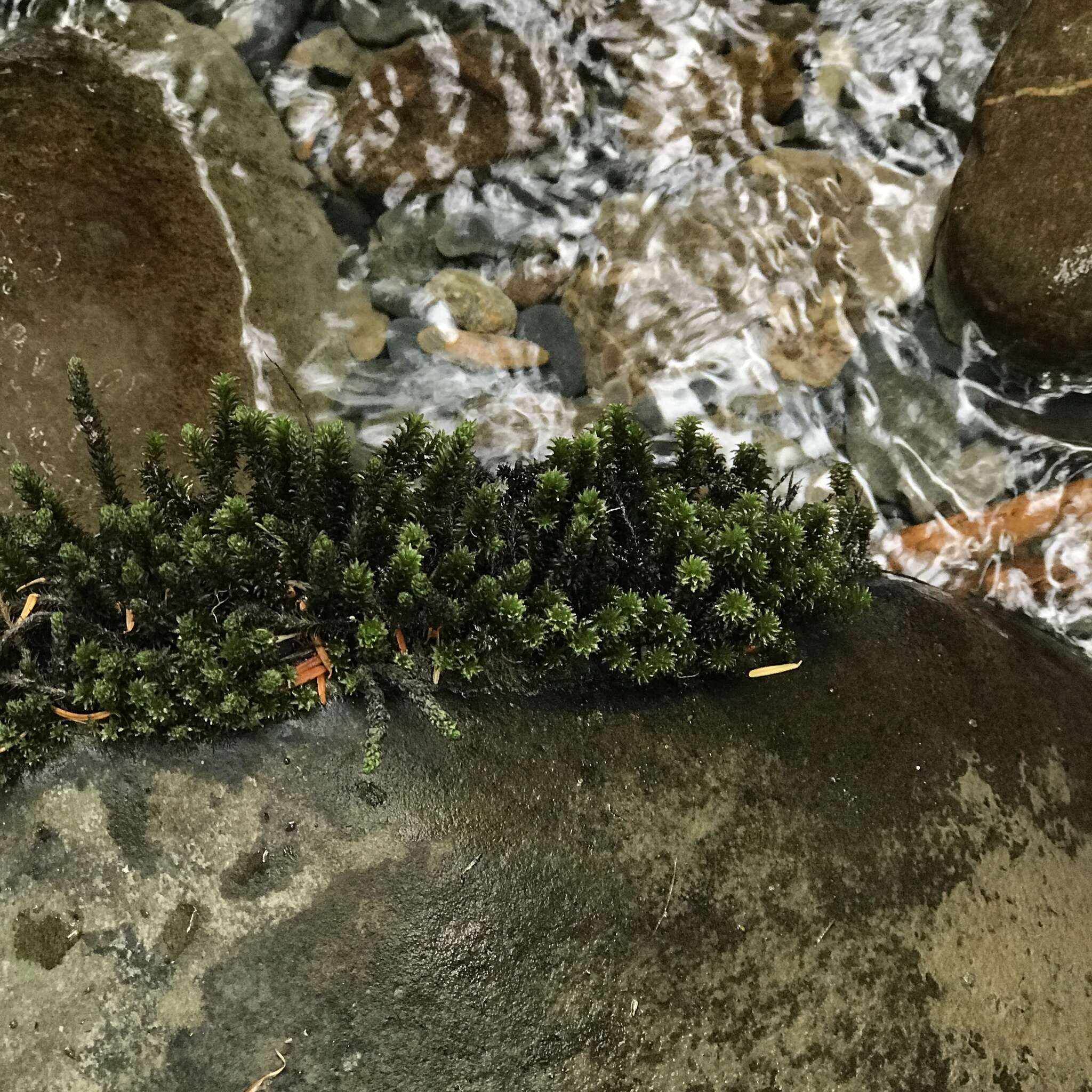 Image of blackmat splashzone moss