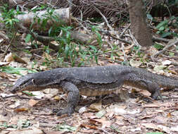 Image of Varanus palawanensis Koch, Gaulke & Böhme 2010