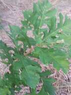 Image of Bur Oak