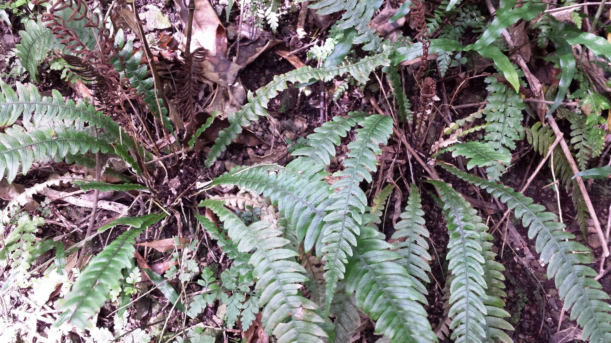 Image of Austroblechnum lanceolatum (R. Br.) Gasper & V. A. O. Dittrich