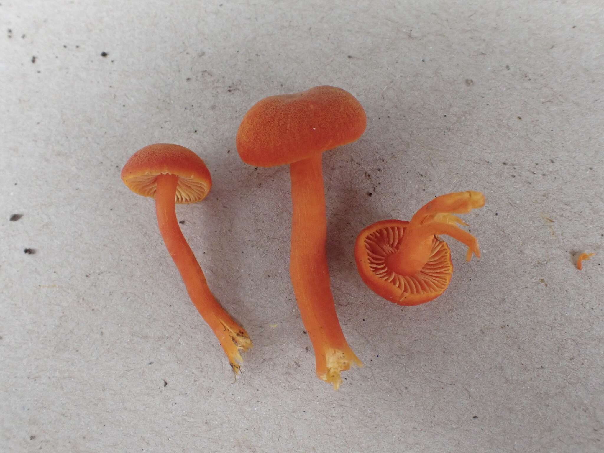 Sivun Hygrocybe calciphila Arnolds 1985 kuva