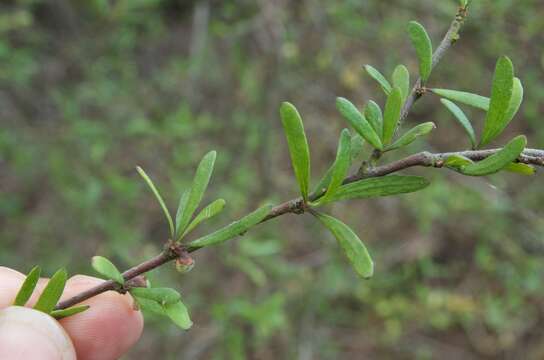 Image of Plagianthus divaricatus Forst.