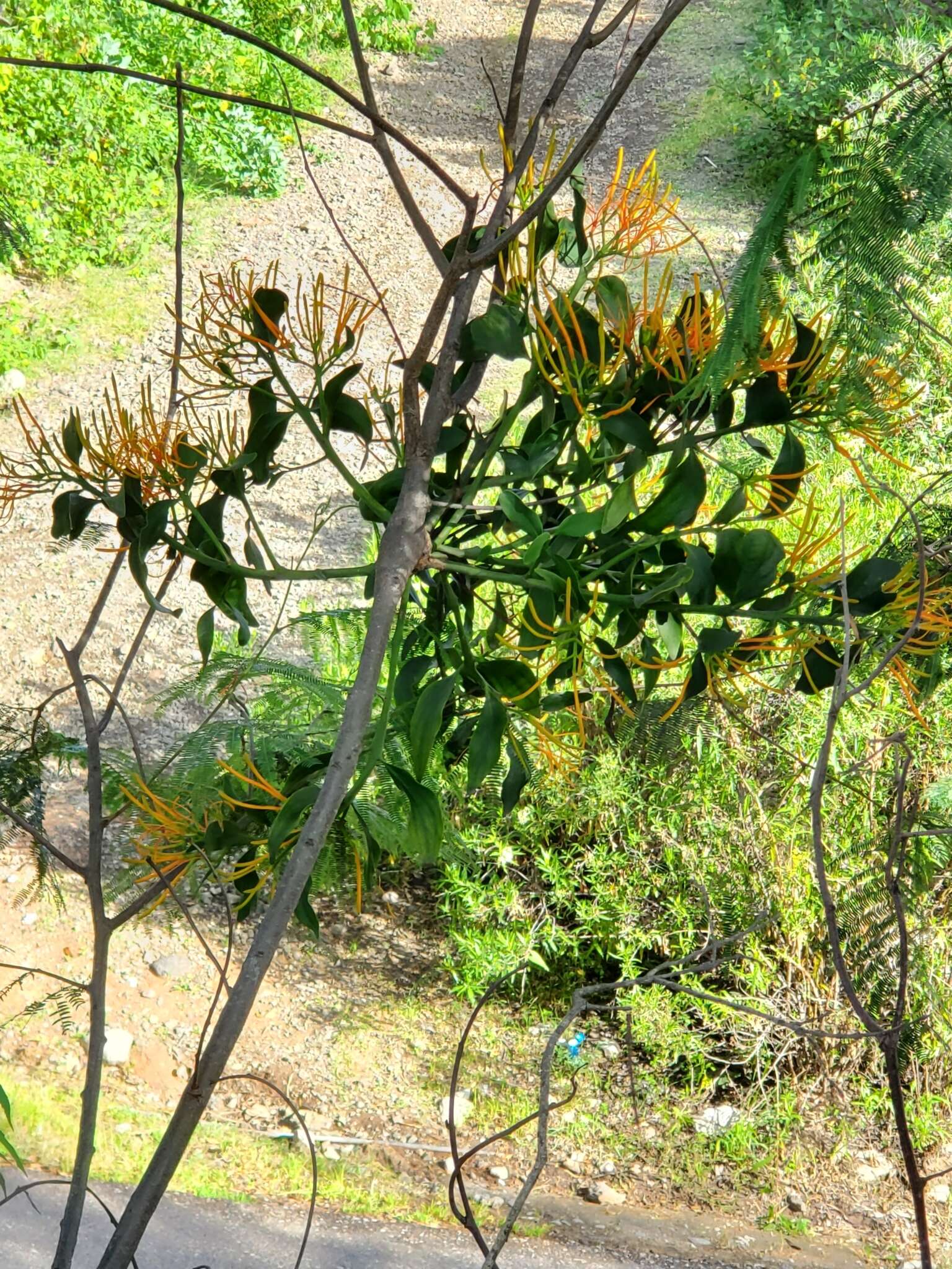 Image of Psittacanthus rhynchanthus (Benth.) J. Kuijt