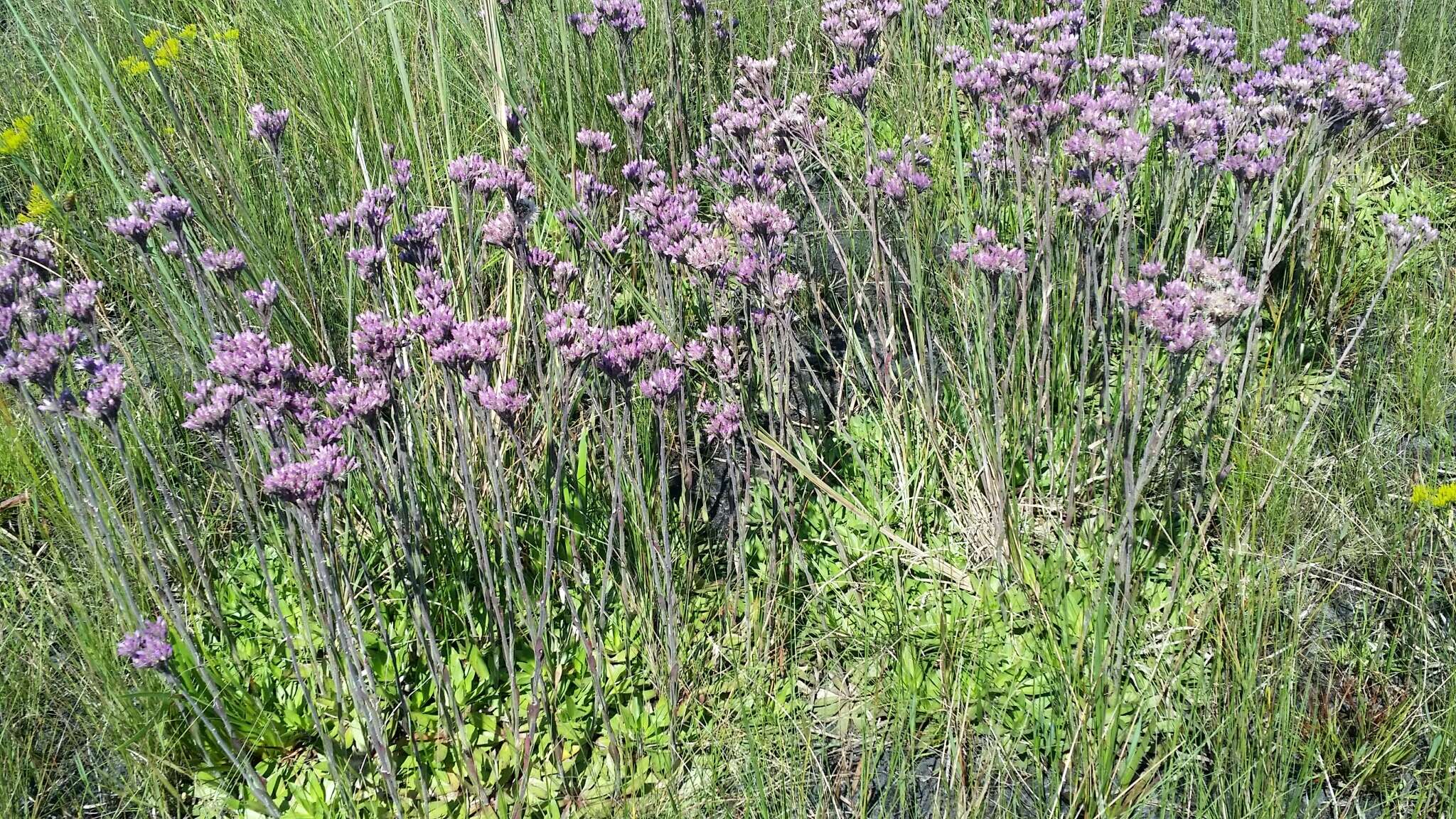 Image of pineland chaffhead