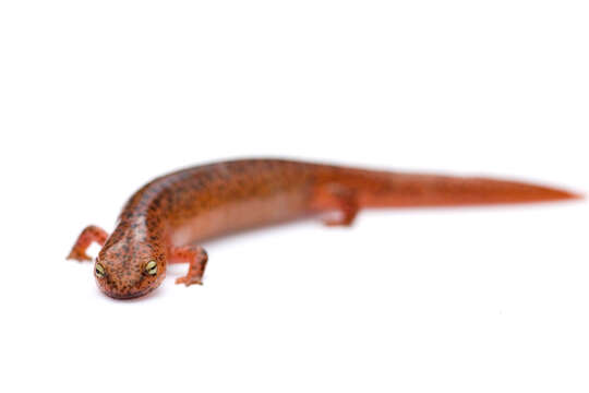 Image of Red Salamander