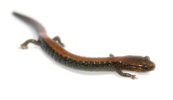 Image of Eastern Red-backed Salamander