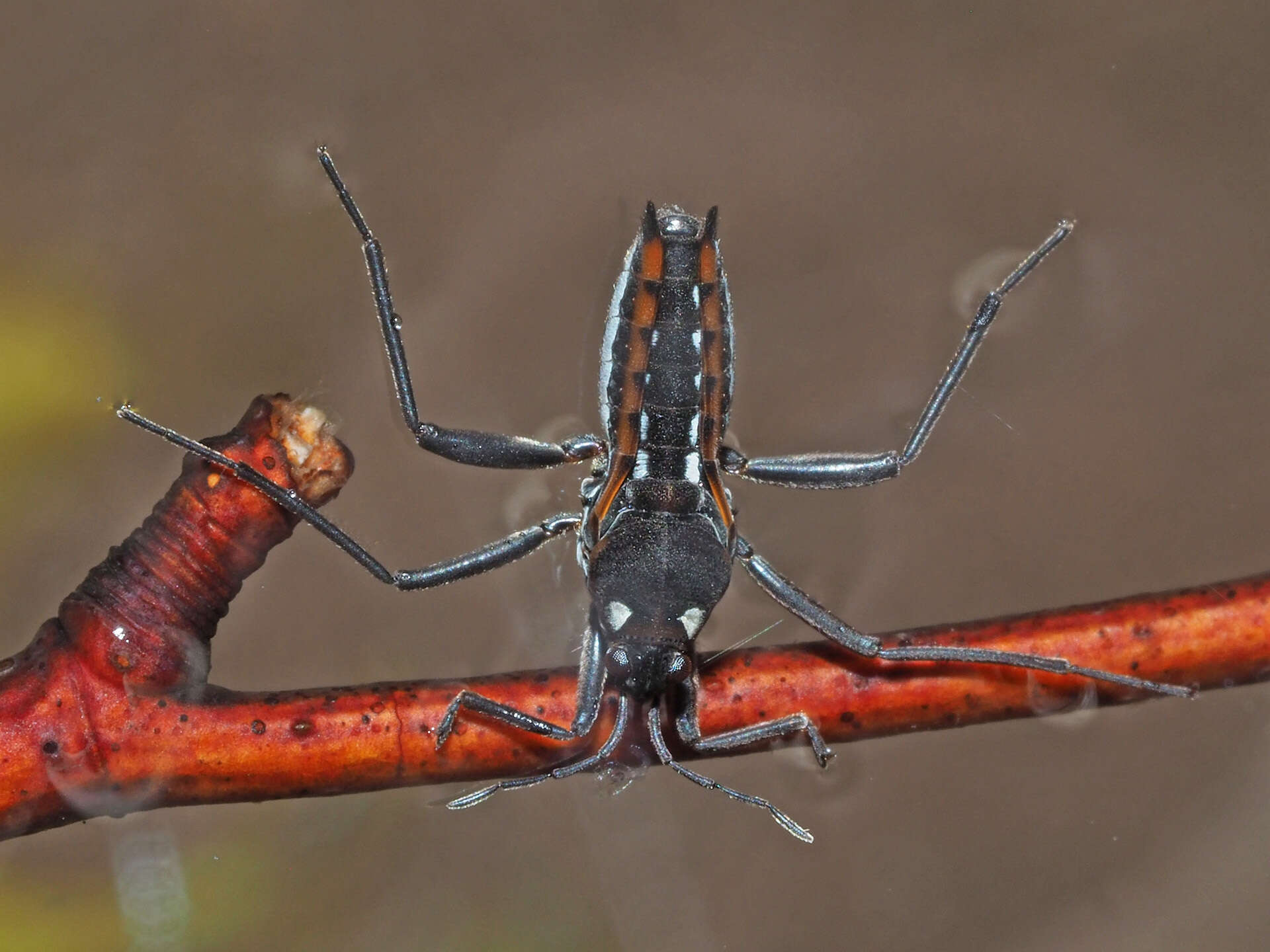 Image of Velia subgen. Plesiovelia Tamanini 1955