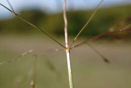 Image of Indian lovegrass