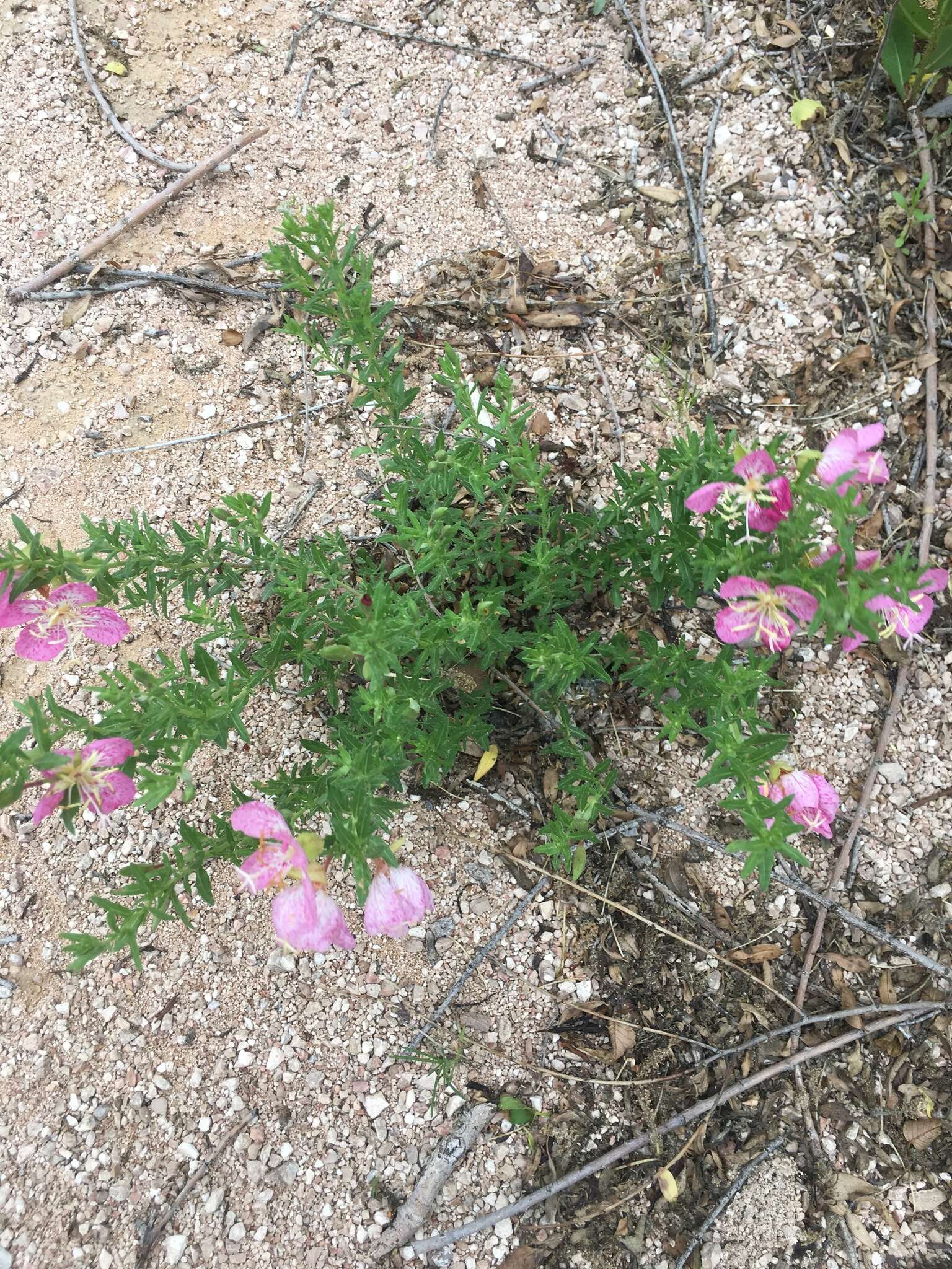 Plancia ëd Oenothera canescens Torr.