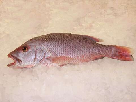 Image of Bream