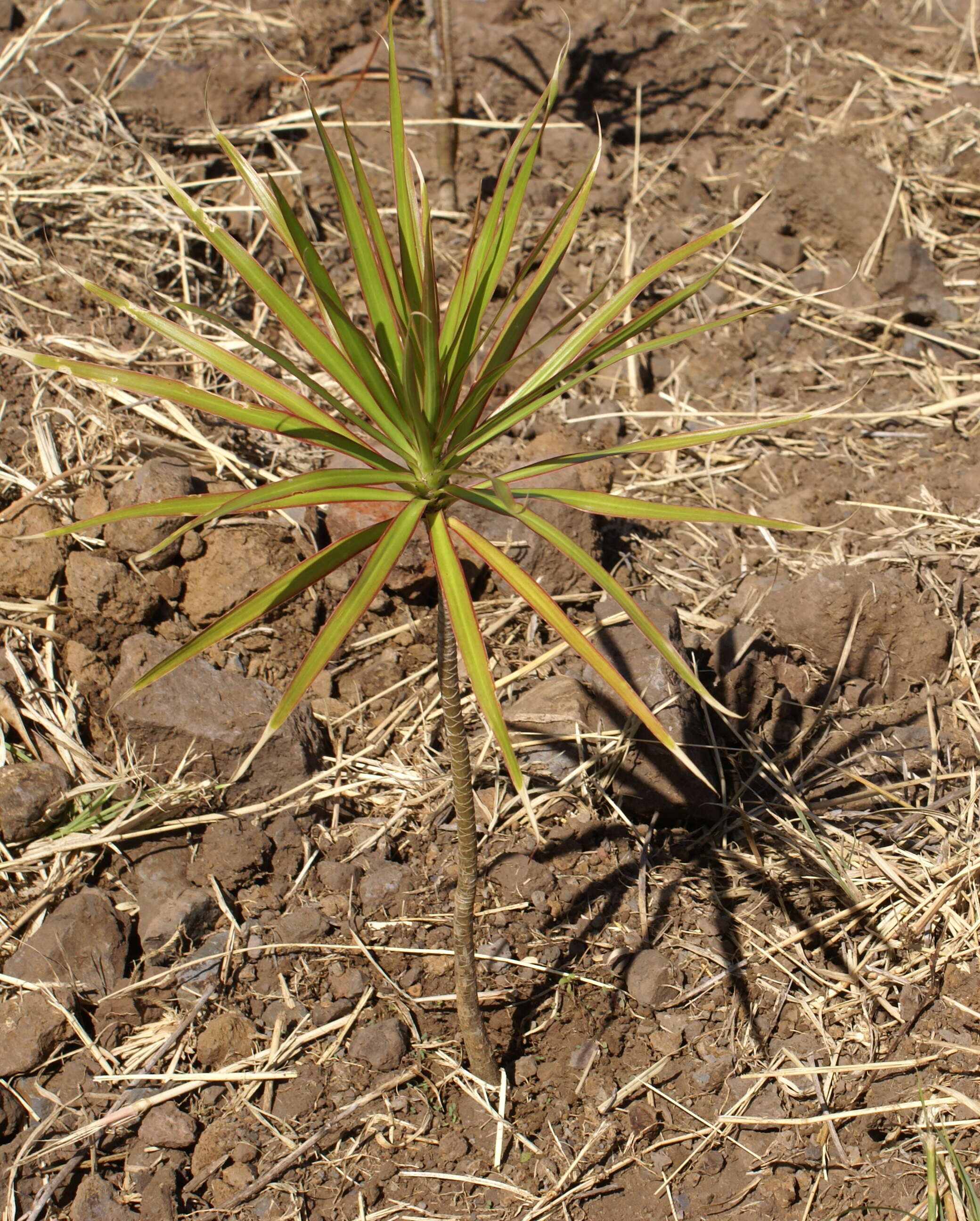 Image of Dracaena reflexa Lam.