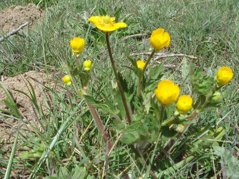 Ranunculus bulbosus L.的圖片